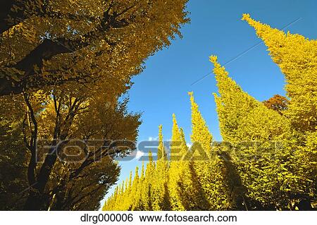 Ginkgo Biloba Trees View Large Photo Image Stock Photograph - Ginkgo Biloba Trees. Fotosearch