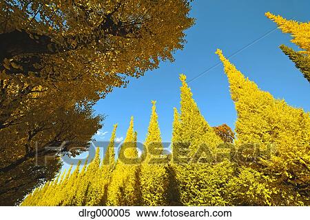 Ginkgo Biloba Trees View Large Photo Image Stock Photography - Ginkgo Biloba Trees. Fotosearch