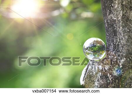 Glass globe in a forest View Large Photo Image Picture - Glass globe in a forest. Fotosearch