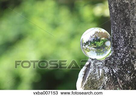Glass globe in a forest View Large Photo Image Stock Image - Glass globe in a forest. Fotosearch