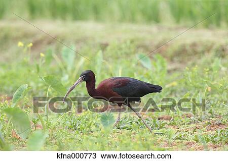 Glossy Ibis View Large Photo Image Stock Image - Glossy Ibis. Fotosearch