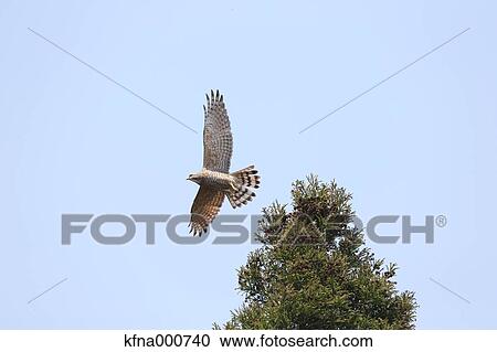Gray-Faced Buzzard View Large Photo Image Stock Image - Gray-Faced Buzzard. Fotosearch