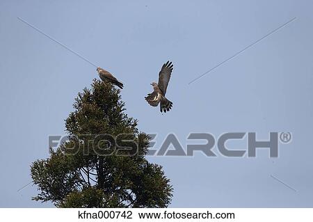 Gray-Faced Buzzard View Large Photo Image Stock Image - Gray-Faced Buzzard. Fotosearch
