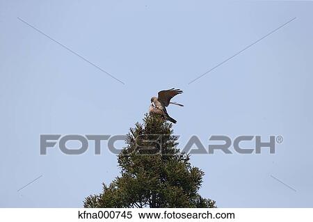 Gray-Faced Buzzard View Large Photo Image Stock Photography - Gray-Faced Buzzard. Fotosearch