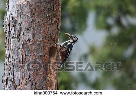 Great Spotted Woodpecker View Large Photo Image Picture - Great Spotted Woodpecker. Fotosearch