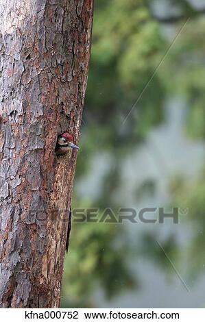 Great Spotted Woodpecker View Large Photo Image Stock Image - Great Spotted Woodpecker. Fotosearch