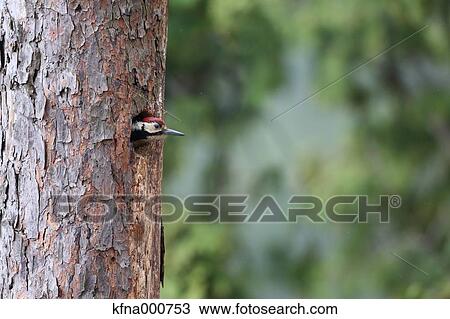 Great Spotted Woodpecker View Large Photo Image Stock Image - Great Spotted Woodpecker. Fotosearch