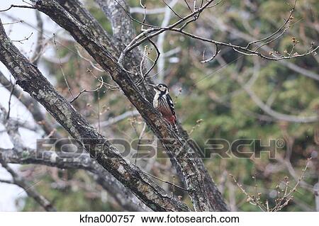 Great Spotted Woodpecker View Large Photo Image Stock Photo - Great Spotted Woodpecker. Fotosearch