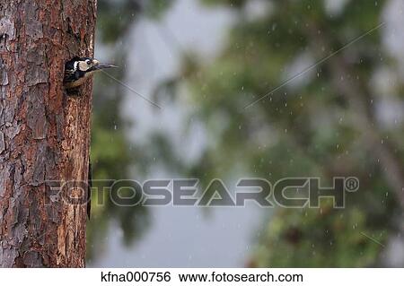 Great Spotted Woodpecker View Large Photo Image Stock Photograph - Great Spotted Woodpecker. Fotosearch
