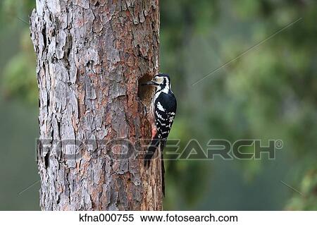 Great Spotted Woodpecker View Large Photo Image Stock Photography - Great Spotted Woodpecker. Fotosearch