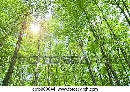 Picture - Greenery. Fotosearch