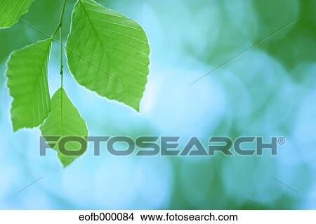 Greenery View Large Photo Image Picture - Greenery. Fotosearch