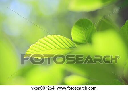 Greenery View Large Photo Image Picture - Greenery. Fotosearch