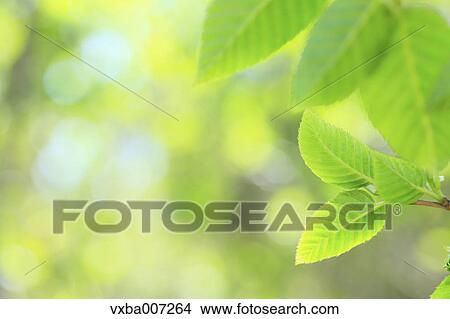 Picture - Greenery. Fotosearch