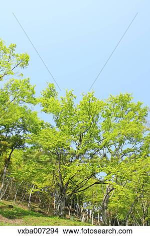 Greenery View Large Photo Image Picture - Greenery. Fotosearch