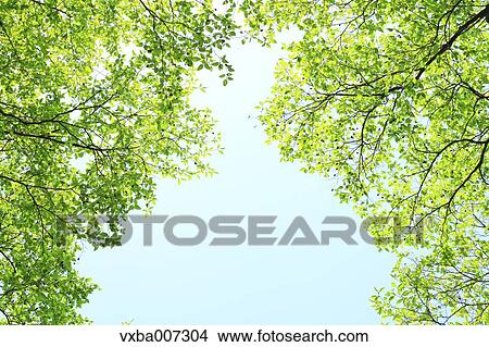 Greenery View Large Photo Image Picture - Greenery. Fotosearch