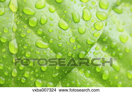 Picture - Greenery. Fotosearch