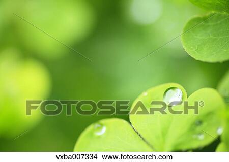 Greenery View Large Photo Image Picture - Greenery. Fotosearch