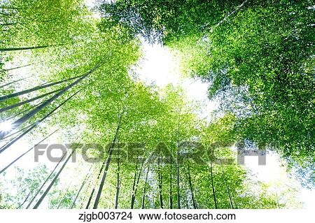 Greenery View Large Photo Image Picture - Greenery. Fotosearch