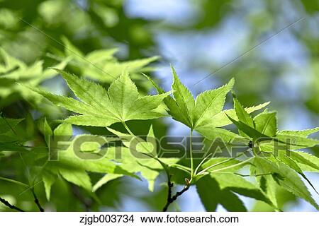 Greenery View Large Photo Image Picture - Greenery. Fotosearch