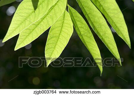 Greenery View Large Photo Image Picture - Greenery. Fotosearch