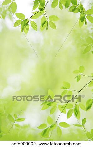 Stock Image - Greenery. Fotosearch