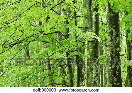 Stock Image - Greenery. Fotosearch