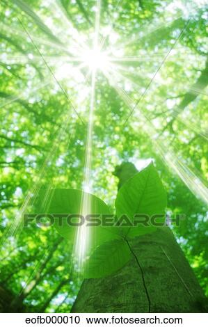 Greenery View Large Photo Image Stock Image - Greenery. Fotosearch
