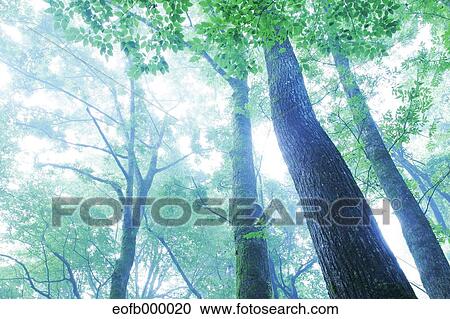 Greenery View Large Photo Image Stock Image - Greenery. Fotosearch