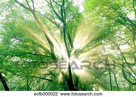 Greenery View Large Photo Image Stock Image - Greenery. Fotosearch