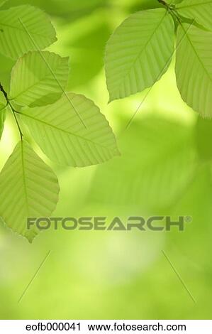 Stock Image - Greenery. Fotosearch