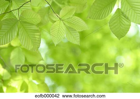 Greenery View Large Photo Image Stock Image - Greenery. Fotosearch