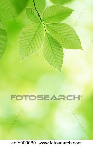 Stock Image - Greenery. Fotosearch