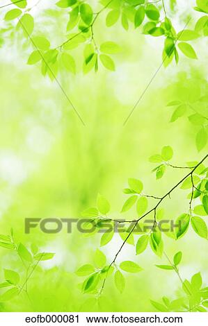 Greenery View Large Photo Image Stock Image - Greenery. Fotosearch