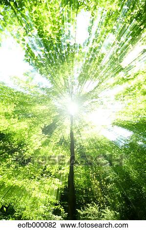 Greenery View Large Photo Image Stock Image - Greenery. Fotosearch