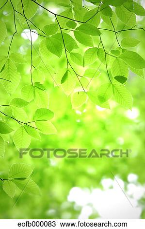 Greenery View Large Photo Image Stock Image - Greenery. Fotosearch