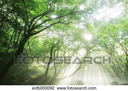 Greenery View Large Photo Image Stock Image - Greenery. Fotosearch