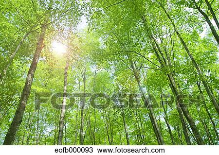 Stock Image - Greenery. Fotosearch
