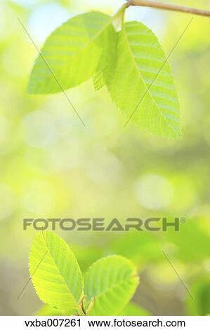 Greenery View Large Photo Image Stock Image - Greenery. Fotosearch