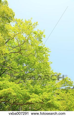 Greenery View Large Photo Image Stock Image - Greenery. Fotosearch