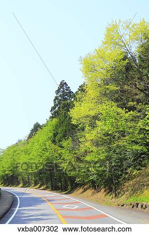 Greenery View Large Photo Image Stock Image - Greenery. Fotosearch