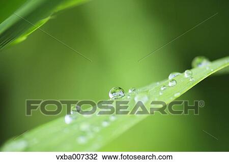 Greenery View Large Photo Image Stock Image - Greenery. Fotosearch