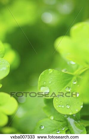 Stock Image - Greenery. Fotosearch