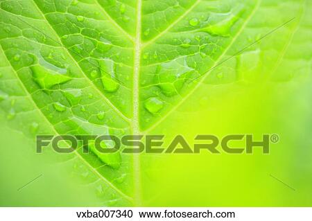 Greenery View Large Photo Image Stock Image - Greenery. Fotosearch