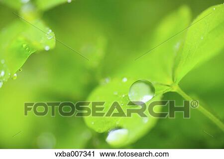 Greenery View Large Photo Image Stock Image - Greenery. Fotosearch