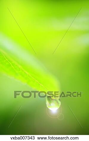 Greenery View Large Photo Image Stock Image - Greenery. Fotosearch