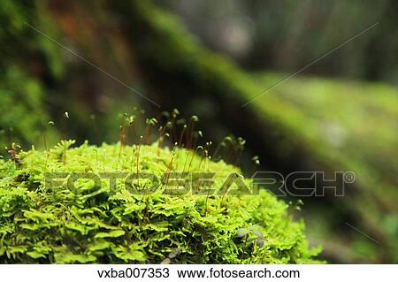 Greenery View Large Photo Image Stock Image - Greenery. Fotosearch