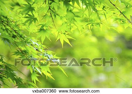 Greenery View Large Photo Image Stock Image - Greenery. Fotosearch