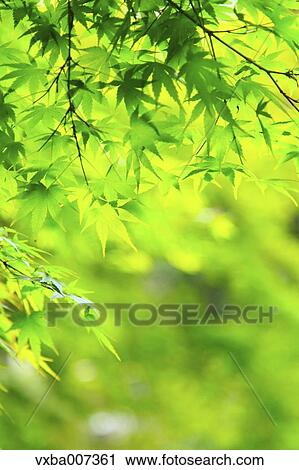 Greenery View Large Photo Image Stock Image - Greenery. Fotosearch