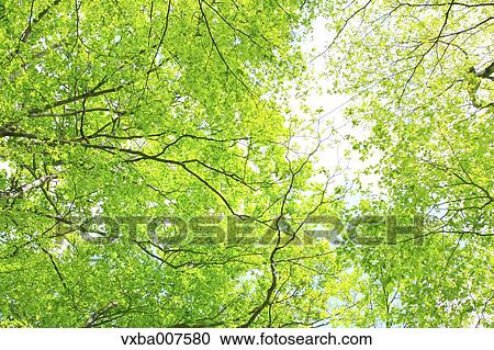 Greenery View Large Photo Image Stock Image - Greenery. Fotosearch